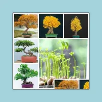 Bahçe Dekorasyonları Bahçe Dekorasyonları 100 PCS Ginkgo Çiçek Tohumu Bonsai Nadir Bitki Ev için Nadir Bitki Dikim Düğün Partisi Dec Soif Otzde