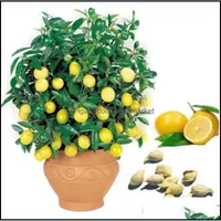 Altre forniture da giardino semi di alberi di limone bonsai frutta 30pcs/sacca pianta di semi giallo organico per la consegna di gocce gatden 2021 GAR OTC9C