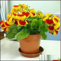 Garden Decorations 100Pcs Calceolaria Flower Seeds Bonsai Variety Of Colors Rare Plants For The Garden Budding Rate 95% Beautify Soif Otw21