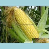Other Garden Supplies 50Pcs Seeds Yellow Sweet Corn Bonsai Vegetable Fruit Organic Easy-Growing High-Quality Plant Drop Delivery 2021 Otcow