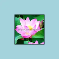 Gartendekorationen 100pcs Wasserlily Lotus Blumensamen Bonsai seltene Pflanzen f￼r die Gartenhochzeitsfeier Dekorative Keimungsrate 9 otqiv