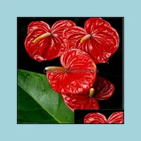Gartendekorationen 100pcs Anthurium Blumensamen Bonsai nat￼rliches Wachstum frische seltene Pflanzen f￼r die Gartenkeimungsrate 95% Bir Soif OTOF77