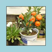 Garden Decorations 100Pcs Tangerine Citrus Orange Flower Seeds Bonsai Rare Plants For The Garden Delicious Non-Gmo Organic All A Soif Otsea