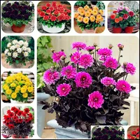 Garden Decorations Garden Decorations 100Pcs Dahlia Flower Seeds Bonsai Rare Plant For Home Courtyard Planting Beautifying And A Soif Otfvg