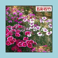 기타 정원 용품 100pcs Dianthus Bonsai 다년생 컬러 카네이션 꽃 가정 정원을위한 꽃 자라기 쉬운 높은 발아 DIY 계획 otgcn