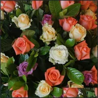 その他の庭の供給レア200pcs/set seeds Holland Rose Flower Bonsai Home Garden Rainbow Plant Purifify Air Absionb Harmf Gas soif otlnb