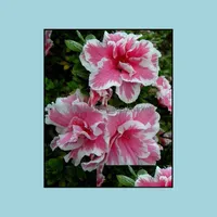 Autres fournitures de jardin 100pcs / sacs de sacs japonais azalea bonsai plantes rhododendron showy flor