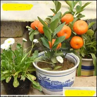 Diğer Bahçe Malzemeleri 20 PCS Tohumlar Yenilebilir Meyveler Mandarin Bonsai Ağaçları Turuncu Narenciye Çimlenme Oranı% 95 Dekoratif Peyzaj Soif OTYGA