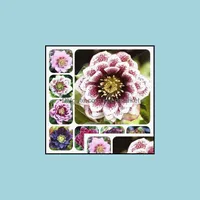 その他の庭用品100pcs/バッグシードヘレボルス冬のバラの花は、ホームガーデンナチュラルg sootmgiのための珍しい盆栽屋外植物で育つ珍しい盆栽屋外植物