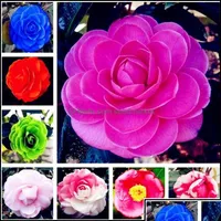 Andere Gartenbedarf Patio Rasen Haus 10pcs Camellia Seeds Bonsai Blume Seltene Farbe Innen- / Au￟enpreis -P otn otgrk