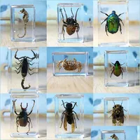 Decorative Objects Figurines 15Kinds Real Insect Specimens Resin Hexapod Desk Decoration Appreciation Teaching Home Accessories For Dhh12