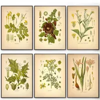 Paintings Vintage Botanical Plant Canvas Painting Retro Flower Poster Print Abstract Wall Art Nordic Picture For Living Room Home Decor
