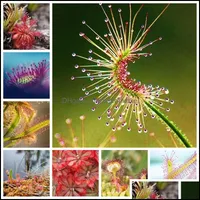 Decorações de jardim pátio gramado home 200pcs/lote sementes de plantas carnívoras em vaso de flycatcher bonsai Sundew plantadroser otitf