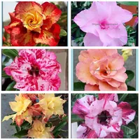 Другие садовые принадлежности патио газон дом 2pcs уникальный пустынный роза Bonsai цветы Beautif Beautif Color Декоративное растение Otu8o