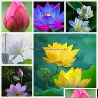 Gartendekorationen Terrasse Rasenhaus 5pcs Samen gemischte Schüssel Lotus Blumenaquarium Wasser Lilie Aquarios Pflanzenpool Flen Otics