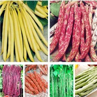 200 Stcs Bag Samen Bonsai Bohne köstliche Gemüse Phaseolus vulgaris Pflanze grüne Bohnen natürliche Wachstum gesunder Lebensmittel Garten PL2487