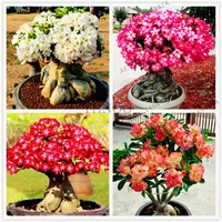 100% veri semi di adenium obesum 4 pezzi Semi di rosa del deserto misto piante ornamentali balcone bonsai bel fiore per casa giardino pla257e