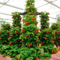100 pezzi in arrampicata su semi di fragole alla fragola grande 100% vero semi di frutta molto deliziosi biologici per interni per la casa bonsai264t