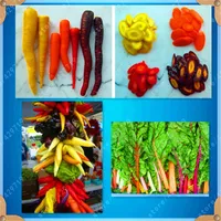 Semi vegetali arcobaleno pomodoro carota cavolo cinese pepe 4 tipi di verdure arcobaleno un pacchetto 100 pezzi287l