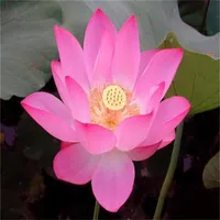 Decoraciones de jardín 10 piezas de agua Lily Lotus Flower Seeds Planta rara para el patio para el hogar absorben radiación255e