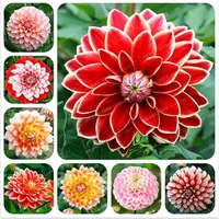 20 PCs Bag selten gemischte Farben Dahlia Samen schöne ständige Blumen Chinesische Pfingstrose Bonsai Blume für DIY Home Garden Pflanzung236H