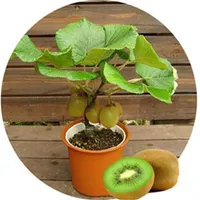 Casa giardino di frutta re kiwi seme dolce pianta succulenta pianta colorata kiwi semi cimelio bonsai albero facile coltivare 100 pezzi 271l