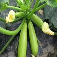 30 Stcs Samen Squash Bonsai Schwarze Schönheit Zucchini Cucurbita Pepo runden Bio-Gemüse-Topfpflanze Nicht-Gentor lecker 279g