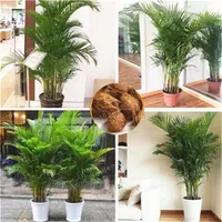 5 pezzi Chrysalidocarpus lutescens Seeds Decorazione per la casa semi di palma areca piante da interno semi di palma da farfalla piante2633