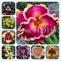 Neue 200 -Stc -Samen Holland Regenbogen Tagesbonsai seltene Tag Lily Blumenpflanze Garten exotische Pflanze Bio -Blumenpflanze kann 3438 essen 3438