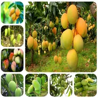 Importierte Samen 1PCS 100% wahre Mangopflanzen sehr lecker gesunde grüne Obst Bonsai sehr einfach für Hausgartenpflanzen Shi241x