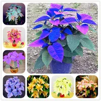 100 PCS Poinsettia Seeds Euforbia pulcherrima em vasos de plantas raras de plantas de flores para decoração de casa semente de flor ao ar livre2193