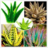 100 pezzi Beauty Aloe Vera Seeds Rare Herb Tree Bonsai Piante per la casa e il giardino Edible Beauty Cosmetic Use294S294S