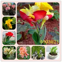2020 New Arlive Seeds 크리스마스 식물 꽃 꽃 식물 선물 50 pcs canna bonsai diy poted plant 실내 정원 흐름 257e