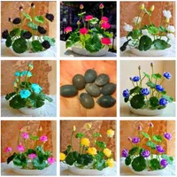 2018 5pcs Bag Bowl Lotus Water Semillas de lirio de semillas de flores acuáticas raras planta perenne bonsai para jardín doméstico 237Z
