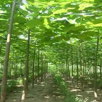 500pcs tohumlar% 100 yüksek kaliteli paulownia elongata yeni orman ağacı bonsais 200pcs paketi ev için hızlı büyüyen ağaç bonsai tesisi 300g