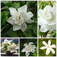 200pcs Samen Gardenia Cape Jasmine Innenbonsai Blume Geruch Sch￶ne Bl￼ten Topfpflanzen f￼r Hausgarten2831