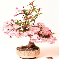 10 pezzi confezione bonsai albero giapponese pianta di sakura rara giapponese fiori di ciliegio fiori semi di pianta in bonsai colorato prunus se288v