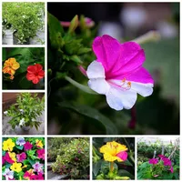 40 Stcs Samen Regenbogen Jasminpflanzen duftende Pflanze gemischt Mirabilis Jasmine Bonsai Topf Planta für DIY Home Garden Pot D285L
