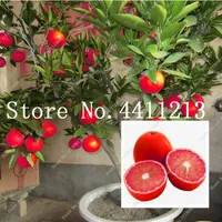 20 pezzi di limone rosso è anche semi di pianta bonsai di frutta biologica arancione ad alto tasso di sopravvivenza ad alto tasso di sopravvivenza bonsai vegetale di calce rossa cibo sano H257L