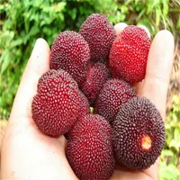 2020 Nuovi semi di arrivo Fiori della pianta di Natale Regalo in vaso 5 pezzi Bonsai verdure e frutta rossa bayberry bonsai1907