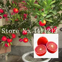 20 pezzi di limone rosso è anche semi di pianta bonsai di frutta biologica arancione ad alto tasso di sopravvivenza ad alto tasso di sopravvivenza bonsai vegetale di calce rossa cibo sano H273h