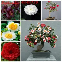 20 pezzi semi camelia bonsai piante in vaso fai -da -te fiore bonsai perenne pianta bonsai esterna esterna per casa giardino shippi284b