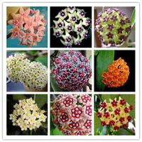 100pcs Hoya Blumensamen für Patio Lawn Garden Supplies duftende Bonsai -Pflanzen die Keimungsrate 95% natürliche Wachstumsvielfalt von 255u
