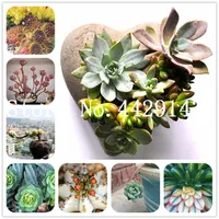 100 Stcs Los Sukkulente Bonsai Pflanzensamen seltene Lithops Bonsai Blütenpflanzen Kaktus DIY Pflanze Topf in Innenraum Außenblume für Zuhause 265g