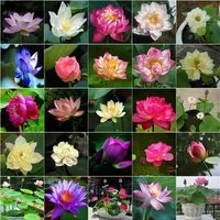 10 Pcs Bag Lotus Flower Lotus Bonsai Aquatic Plants Bowl Lotus Water Lily Bonsai Perennial Nymphaea Plant For Home Garden2280