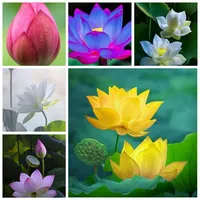5 Stcs Samen Mixed Bowl Lotus Blumenaquarium Wasserlily Aquarios Pflanzen Pool Blume Bonsai für Gartendekor 99% Keimungsrate2891