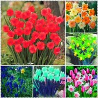 100 Pcs Bonsai Daffodils Seeds Of Aquatic Plants Double Petals Mixed Daffodils Seed Narcissus Seeds For Home Garden 334R