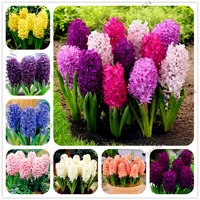 100 pcs bag hyacinth seeds 다년생 희귀 한 아름다운 꽃 씨앗이 아닌 히아신스 전구 holland 수경 꽃 가정 및 정원 3139