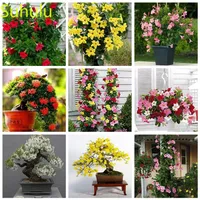 10pcs Jasmine Blumensamen Pack neue Ankunft Blumen Bonsai Pflanzenduft und hübsch für den Hof Terrassen Rasen Garten265d