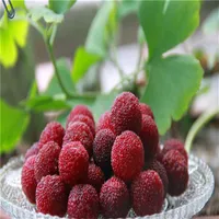 10 pezzi semi di fiori di bayberry per giardino da giardino da giardino bonsai piante boniche deliziose gustose gustose gustose gustose G283O naturali